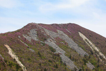 분홍색 꽃의 고산 군락지