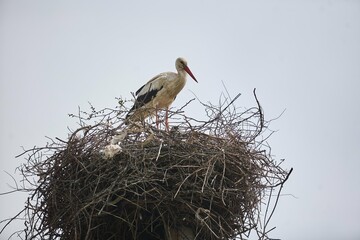 A stork bird in a large nest, entwined on an electric pole. Wild birds near residential settlements.