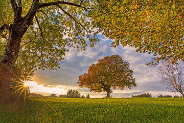 Allgäu - Sonnenuntergang - Herbst - Baum - Laub