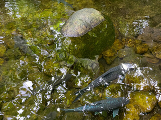 fish in the pond