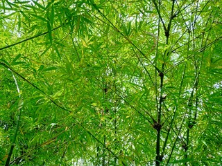 Obraz premium green leaves background