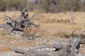 Leopard (Panthera pardus) walking towards a natural spring in Etosha National Park, Namibia. 