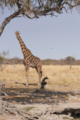 Leopard (Panthera pardus) walking past a giraffe to get to a natural spring in Etosha National Park, Namibia. 
