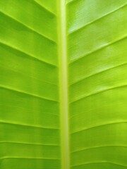 green leaf background ใบตอง