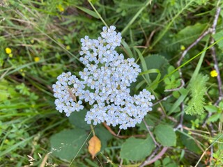 An insect on a bunch of white Achillea grandifolia flowers.