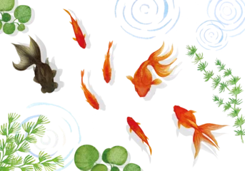 Fotobehang 涼しげな金魚と水草の水彩画イラスト素材セット © fuufuu