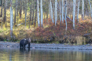 grizzly bear on aspens