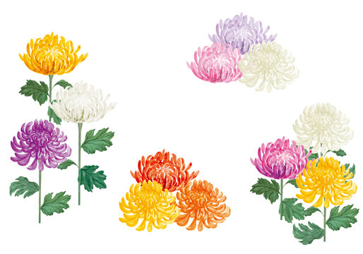 様々な色の和菊の手書きイラスト