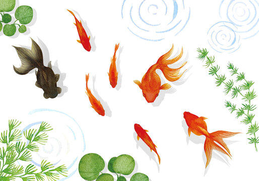 金魚 Images – Browse 18,825 Stock Photos, Vectors, and Video
