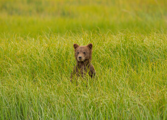 grizzly cub in the grass
