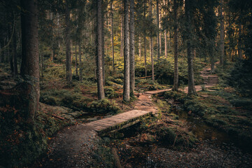 Obraz premium Kleiner Arbersee im Arberland Bayerischer Wald