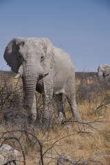 Large male African Elephant (Loxodonta africana) feeding in the dry arid landscape of Etosha National Park, Namibia