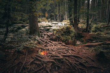 Kleiner Arbersee im Arberland Bayerischer Wald