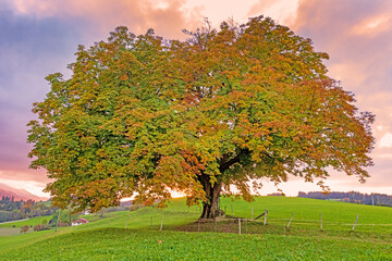 Allgäu - Herbst - Baum - Kastanie - Sonnenuntergang