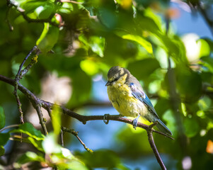 Closeup of a blue tit bird