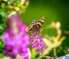 Admiral butterfly collecting nectar at a budleja blossom