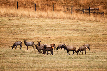 deer in the pasture animals wildlife no people