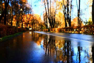 fall park view decoration, wallpaper autumn yellow season