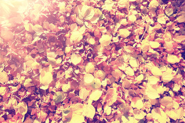 yellow fallen leaves abstract background, calendar golden fall