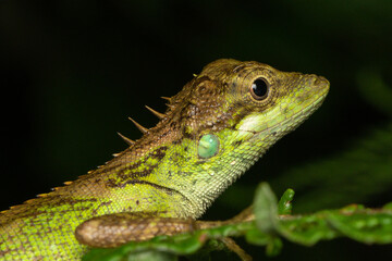 green lizard on a tree