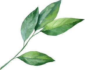 green branch of an orange tree with leaves. Hand drawn watercolor illustration