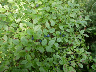 Ripe blueberries on a branch among the foliage on a bush in a coniferous forest. Harvest of vitamin-containing berries in a shady forest. Ready-to-eat vegetarian food.