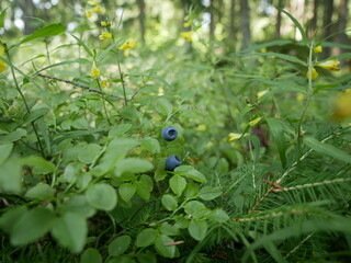 Ripe blueberries on a branch among the foliage on a bush in a coniferous forest. Harvest of vitamin-containing berries in a shady forest. Ready-to-eat vegetarian food.
