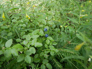 Ripe blueberries on a branch among the foliage on a bush in a coniferous forest. Harvest of vitamin-containing berries in a shady forest. Ready-to-eat vegetarian food.