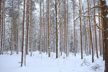 winter fir trees in the forest landscape with snow covered in december