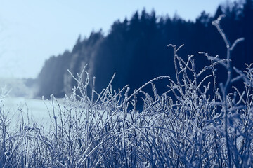 branches covered with frost background abstract winter december view