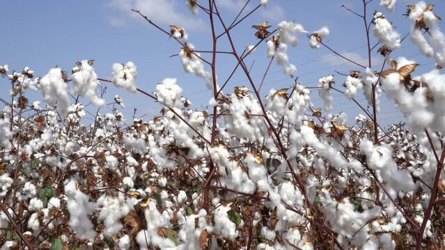 White cotton field just before picking