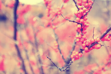 sea buckthorn ripe berries on bushes, medicine vitamin c antioxidant nutrition