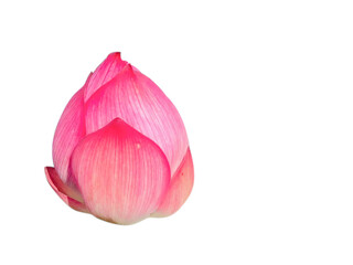 Pink lotus flower isolated on a white background (clipping path)