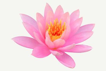 Lotus flower isolated on a white background