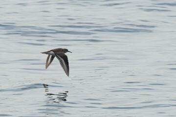 sand piper in flight