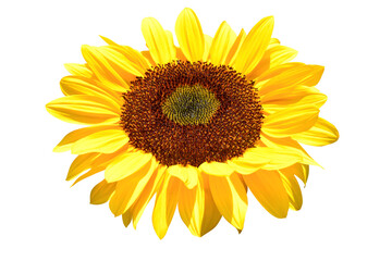 Fototapeta premium Sunflowers isolated on a white background (clipping path)