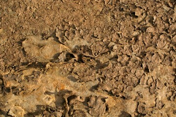 The ground is dry after the water recedes.