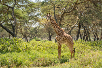 Giraffe Kenya masai mara.(Giraffa reticulata) sunset.