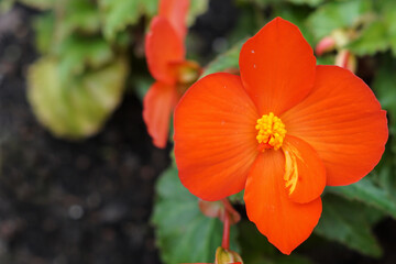 Fototapeta premium Blume