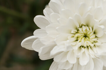 Blume