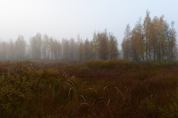 Autumn landscape of a foggy dawn on swamp in spider web surrounded by birch trees in fall yellow leaves