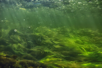 underwater fresh water green background with sun rays under, water