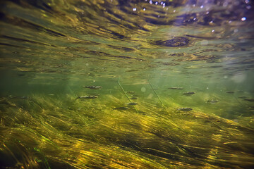 green algae underwater in the river landscape riverscape, ecology nature