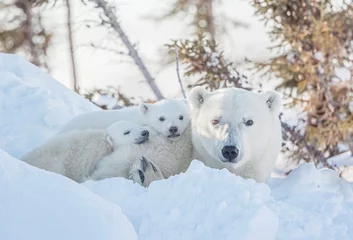 Rolgordijnen polar bear in the snow © David