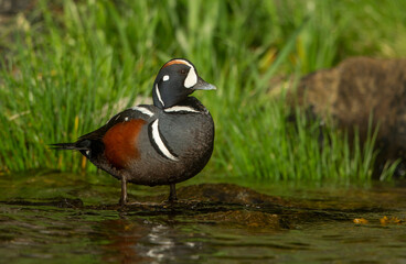 Harlequin Duck