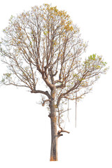 Irvingia malayana isolated on white background. isolated tree on a white background