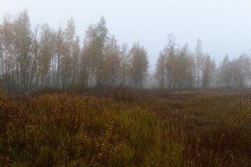 Autumn landscape of a foggy dawn on swamp in spider web with birch trees in fall yellow leaves