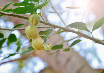 Fototapeta premium Tamarind on soft focus tree, orange light