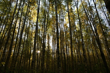 Autumn leaf color in a birch forest in the sunlight of the morning sun