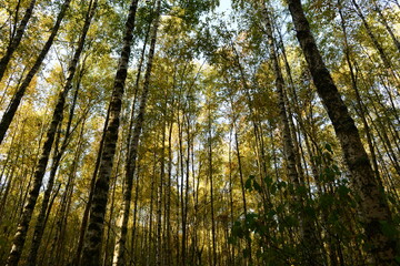 Autumn leaf colors birch forest in beautiful  yellow color on the blue background sky on the morning sunlight